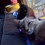 Sparkles is registered to the contest to win money with this photo: cat, black_cat, window, blanket, indoor, cozy, pets, feline, resting, curious, sunlight, screen, cushion, furniture, relaxing, animal, domestic, closeup, two_cats, home
