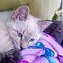 Sparkles joined the competition — help win amazing prizes! cat, close_up, blue_eyes, furry, resting, blanket, soft_texture, indoor, cozy, sleepy, pet, animal, cute, fur, pillow, relaxed, domestic_cat, whiskers, face, nostril
