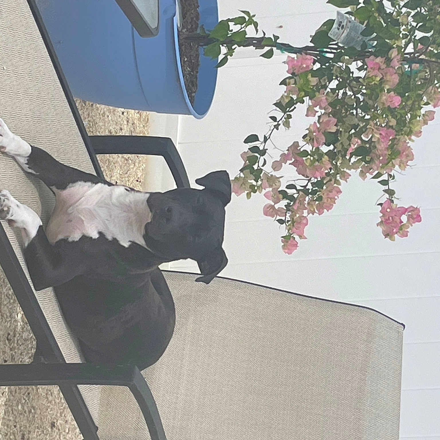 Rip joined the competition — help win amazing prizes! building, carmine, carnivore, chair, dog, floral_design, flower, flowering_plant, houseplant, magenta, petal, plant, rose, rose_family, rose_order, shadow, tail, tints_and_shades, tree, window