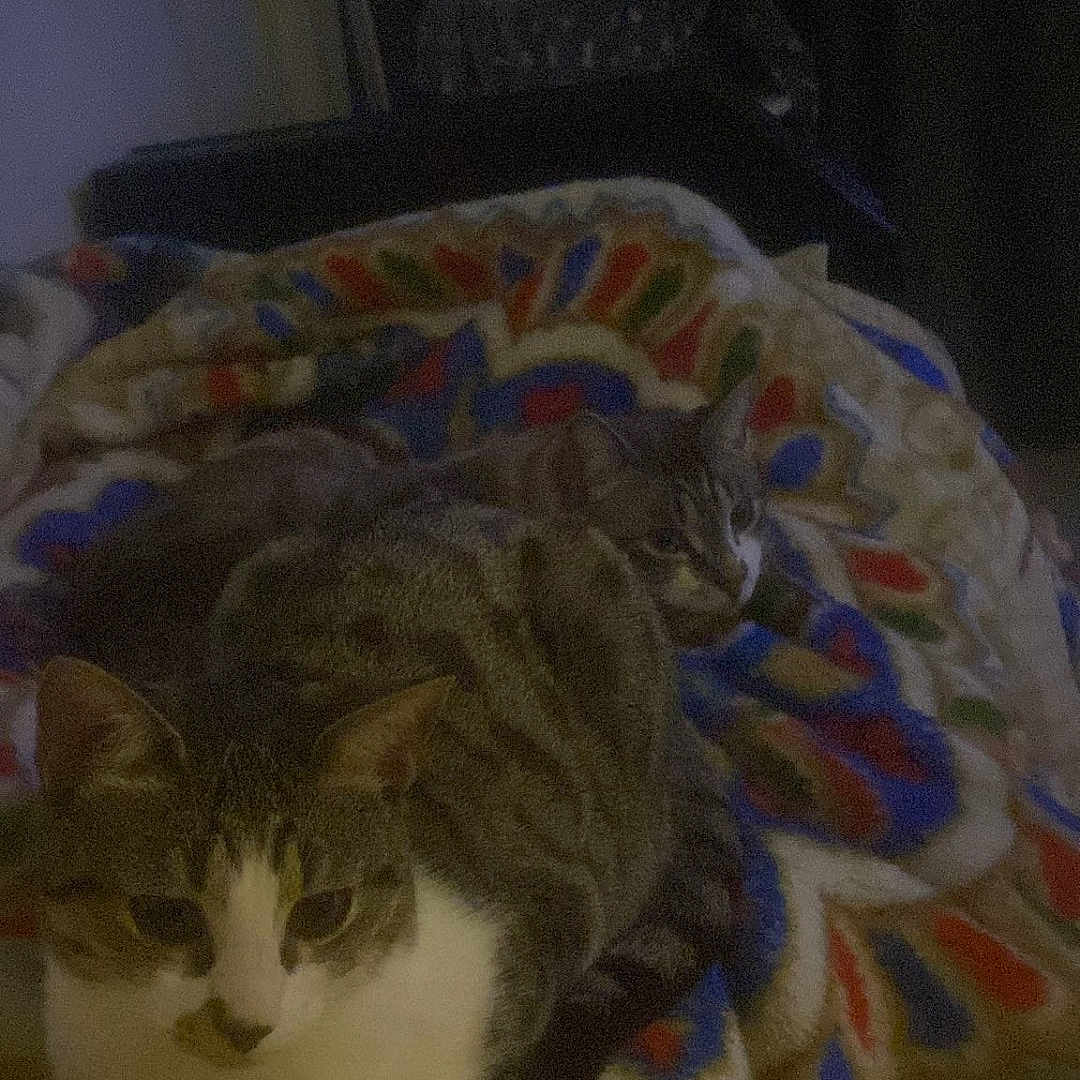 Siam Etcofee a rejoint le concours — aidez-le/la à gagner de superbes lots ! animal, blanket, cat, companion, cozy, cute, domestic_cat, feline, fur, indoor, lying_down, patterned_blanket, pet, relaxed, resting, sleepy, soft, tabby_cat, two_cats, warm