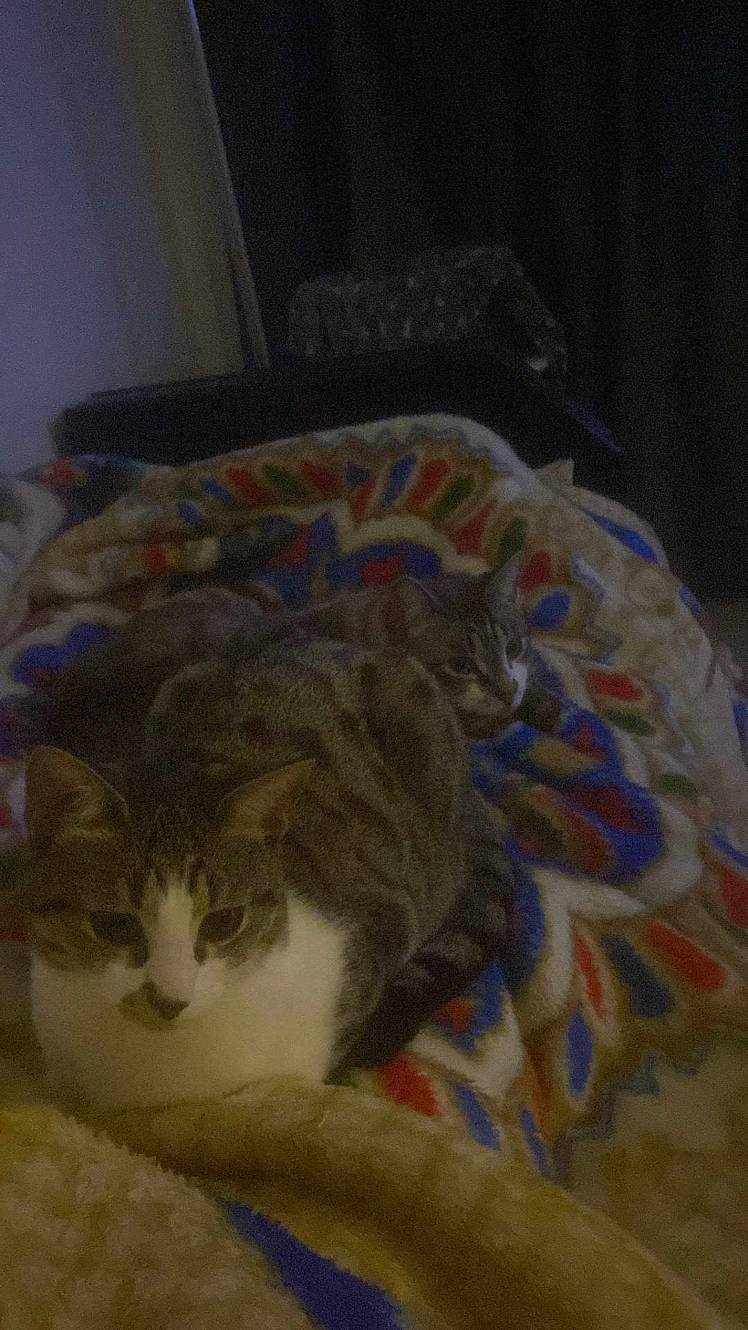 Siam Etcofee a rejoint le concours — aidez-le/la à gagner de superbes lots ! cat, tabby_cat, animal, pet, feline, resting, blanket, patterned_blanket, indoor, cozy, two_cats, fur, cute, domestic_cat, sleepy, lying_down, companion, relaxed, soft, warm