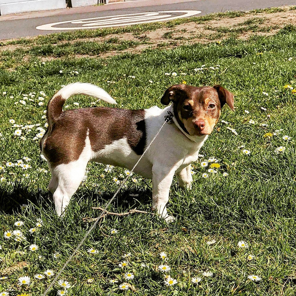 Oxana participe au concours pour gagner de l'argent avec cette photo : canidae, carnivore, companion_dog, dog, dog_breed, door, fawn, flower, grass, grassland, groundcover, hunting_dog, plant, puppy, snout, sporting_group, tail, terrestrial_animal, terrier, working_animal