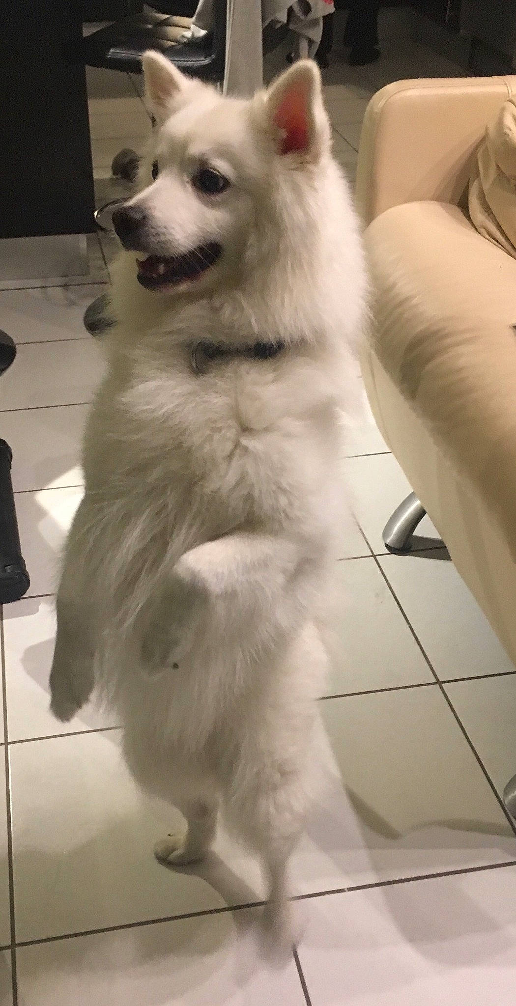 Link participe au concours pour gagner de l'argent avec cette photo : american_eskimo_dog, canidae, carnivore, companion_dog, dog, dog_breed, fawn, german_spitz, german_spitz_klein, german_spitz_mittel, indian_spitz, japanese_spitz, mammal, non_sporting_group, pomeranian, rare_breed_dog, samoyed, spitz, vertebrate, volpino_italiano