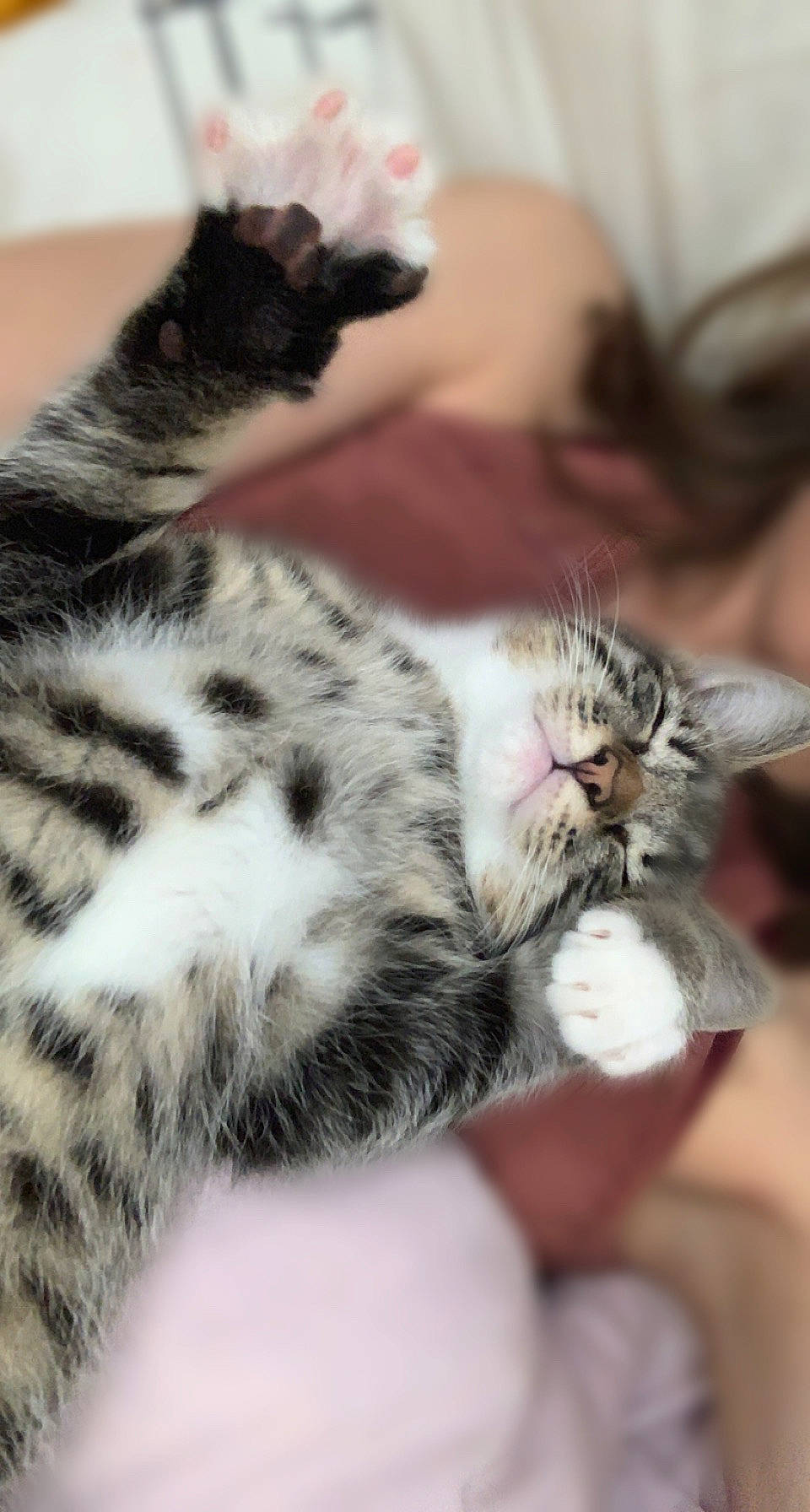 Tigrou a rejoint le concours — aidez-le/la à gagner de superbes lots ! carnivore, cat, claw, comfort, domestic_short_haired_cat, felidae, fur, nail, paw, small_to_medium_sized_cats, snout, tail, terrestrial_animal, whiskers