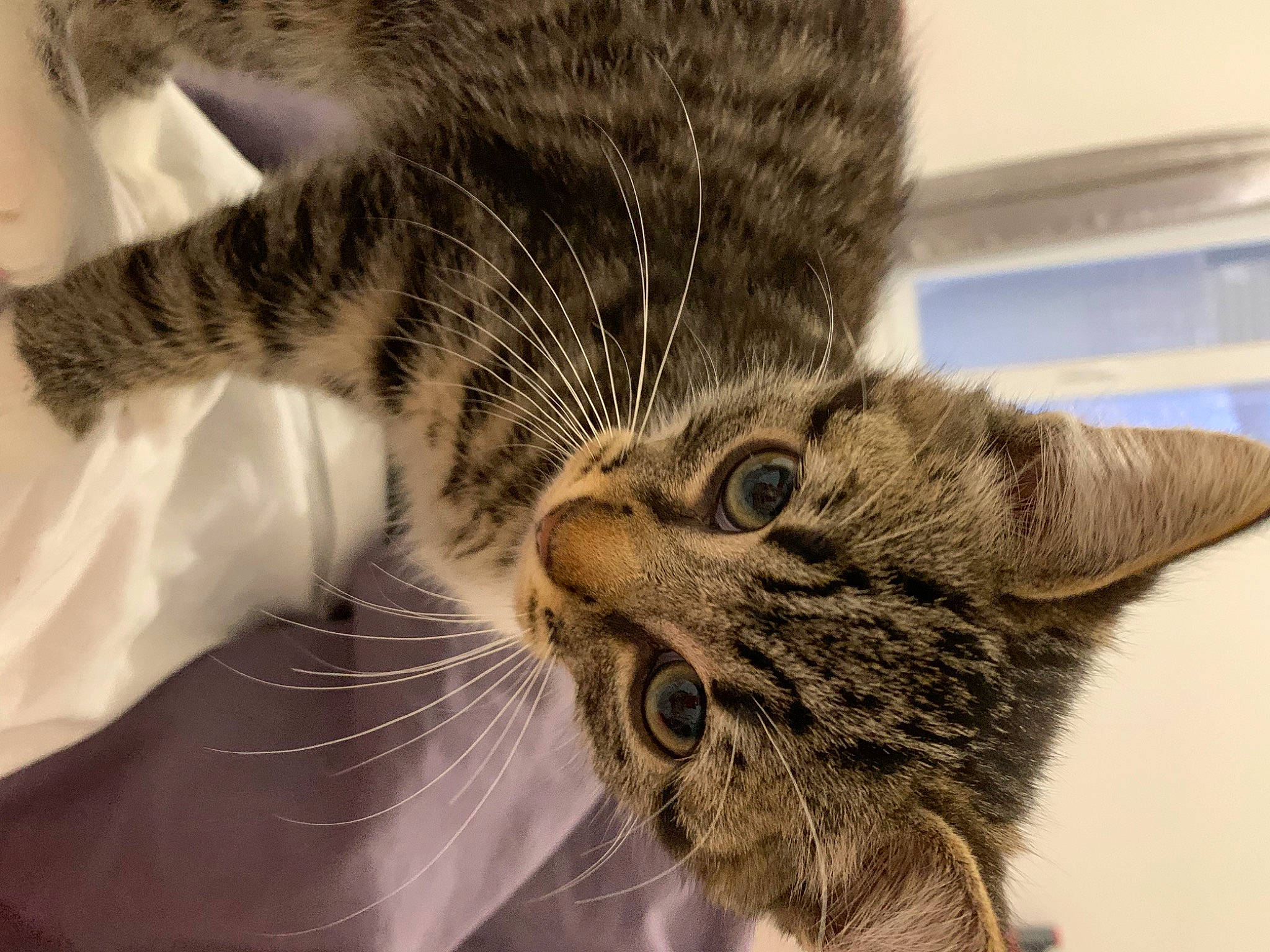 Tigrou a rejoint le concours — aidez-le/la à gagner de superbes lots ! carnivore, cat, claw, comfort, domestic_short_haired_cat, ear, eye, felidae, fur, gesture, paw, small_to_medium_sized_cats, snout, tail, terrestrial_animal, whiskers, wildlife