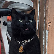 Binks is registered to the contest to win money with this photo: black_cat, cat, charm, close_up, collar, curious, domestic_cat, feline, green_eyes, jewelry, outdoor, pendant, pet, porch, portrait, sitting, table, tongue_out, whiskers, wooden_railing