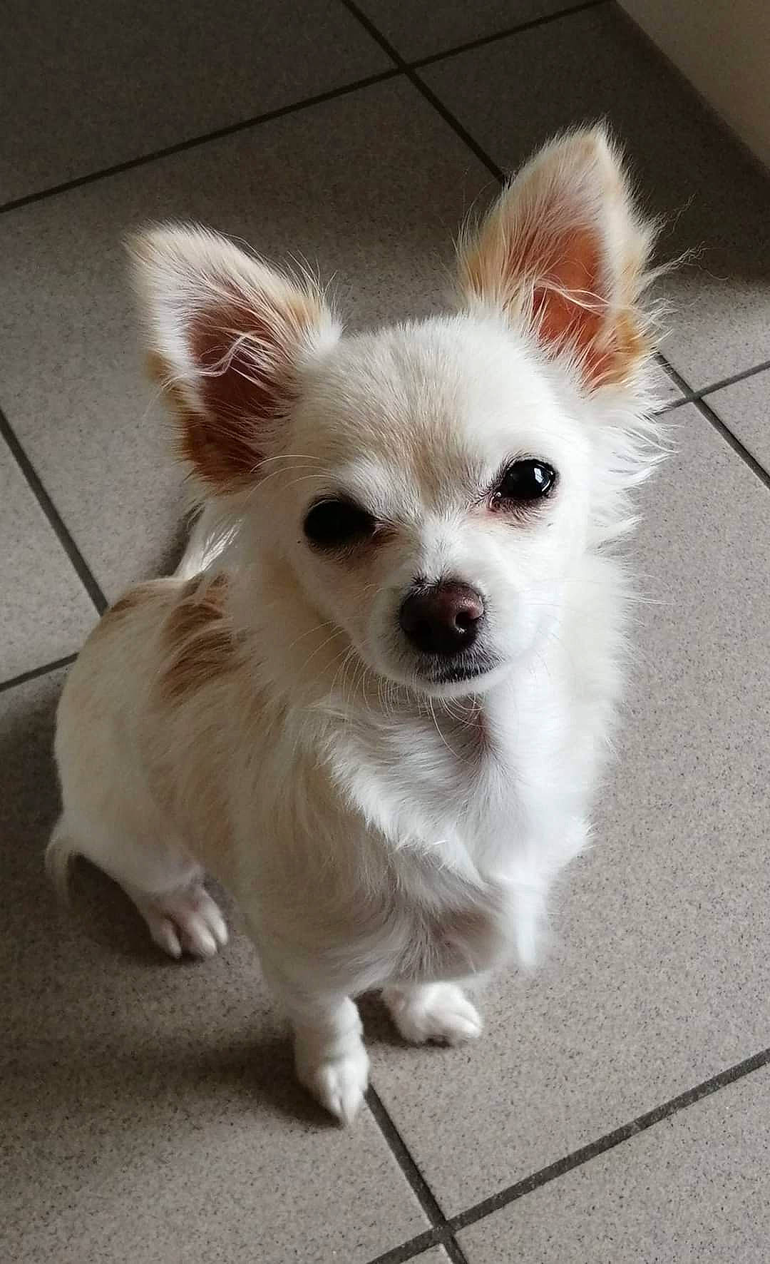 Looky participe au concours pour gagner de l'argent avec cette photo : canidae, carnivore, companion_dog, corgi_chihuahua, dog, dog_breed, dog_supply, ear, fur, non_sporting_group, small_greek_domestic_dog, small_terrier, snout, toy_dog, volpino_italiano, whiskers, working_animal