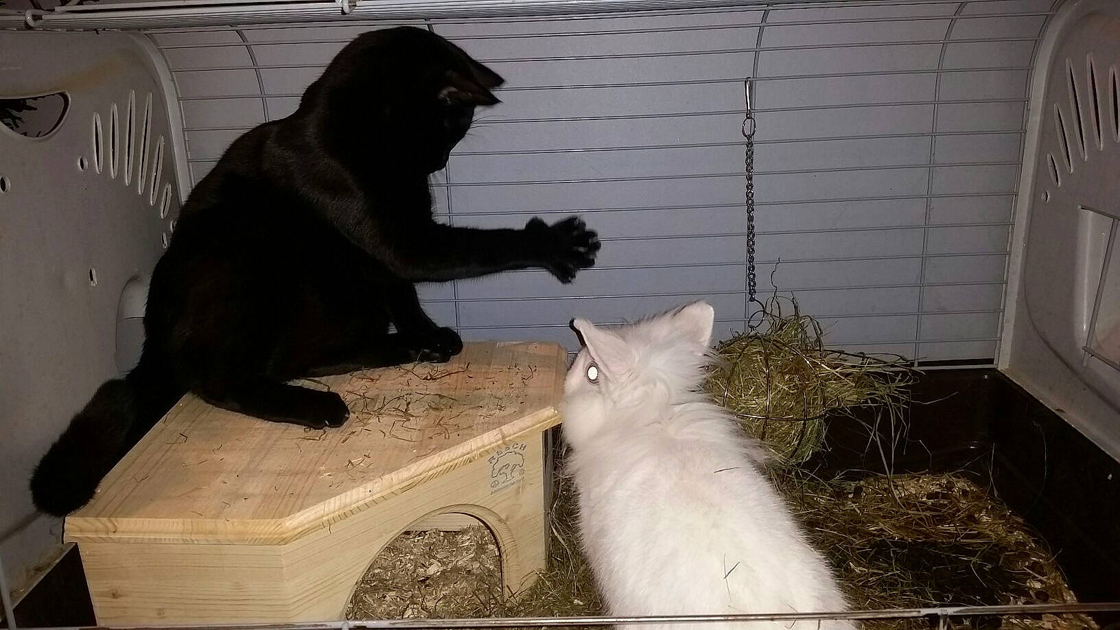 Snow a rejoint le concours — aidez-le/la à gagner de superbes lots ! asian, carnivore, cat, domestic_long_haired_cat, domestic_short_haired_cat, felidae, fur, mammal, norwegian_forest_cat, small_to_medium_sized_cats, tail, turkish_angora, turkish_van, vertebrate, whiskers