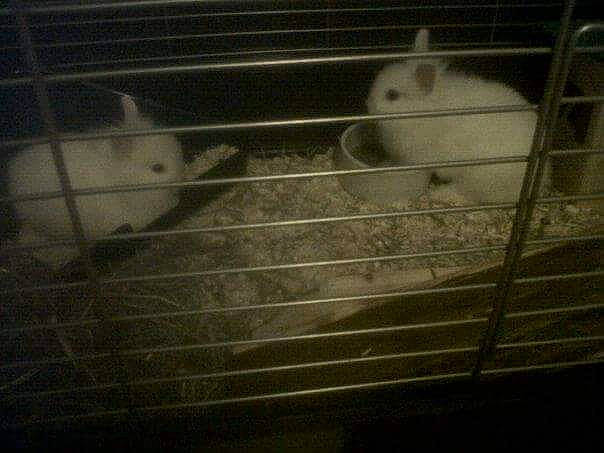 Snow a rejoint le concours — aidez-le/la à gagner de superbes lots ! animal_shelter, black, black_and_white, cage, chinchilla, cloud, gerbil, hamster, monochrome, monochrome_photography, muridae, muroidea, photography, rabbits_and_hares, rat, rodent, sky, snout, whiskers, white