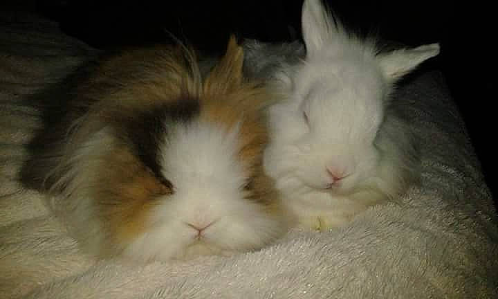 Snow a rejoint le concours — aidez-le/la à gagner de superbes lots ! angora_rabbit, domestic_rabbit, ear, fawn, iris, mammal, rabbit, rabbits_and_hares, snout, vertebrate, whiskers