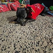 Mia joined the competition — help win amazing prizes! dog, black_dog, holiday, christmas, sweater, red_clothing, reindeer_costume, sleepy, lying_down, chewing, bone, carpet, living_room, christmas_tree, presents, gifts, couch, indoor, festive, pet