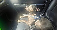 Mia is registered to the contest to win money with this photo: dog, puppy, pit_bull, short_hair, brown_dog, sitting, car, car_interior, passenger_seat, harness, in_training, pet, animal, sunlight, sunbeam, vehicle, leather_seat, road_trip, portrait, cute