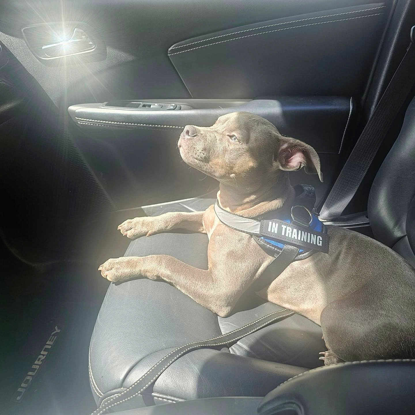 Mia is registered to the contest to win money with this photo: dog, puppy, pit_bull, short_hair, brown_dog, sitting, car, car_interior, passenger_seat, harness, in_training, pet, animal, sunlight, sunbeam, vehicle, leather_seat, road_trip, portrait, cute
