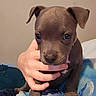 Mia joined the competition — help win amazing prizes! puppy, dog, brown_dog, pet, animal, canine, portrait, close_up, face, eyes, ears, nose, paw, blanket, bed, hand, person, indoors, cute, looking_at_camera