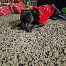dog, black_dog, holiday, christmas, red_outfit, costume, sleepy, lying_down, bone, chewing, carpet, living_room, couch, christmas_tree, gifts, wrapping_paper, festive, pet, indoor, portrait