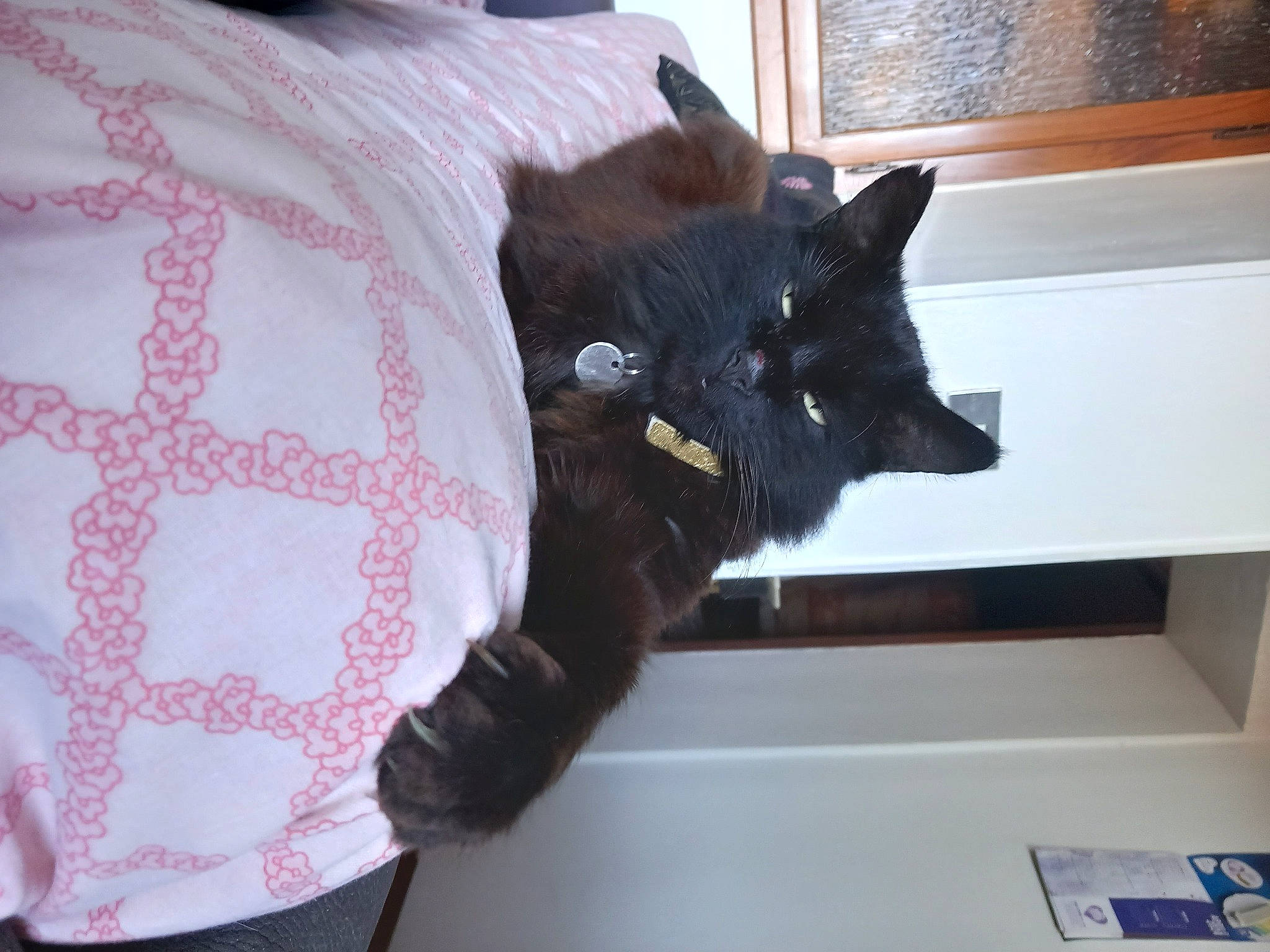 Black Doudou participe au concours pour gagner de l'argent avec cette photo : black_cat, bombay, carnivore, cat, cat_supply, comfort, domestic_short_haired_cat, felidae, flooring, fur, linens, magenta, mammal, pattern, room, sleeve, small_to_medium_sized_cats, snout, tail, whiskers