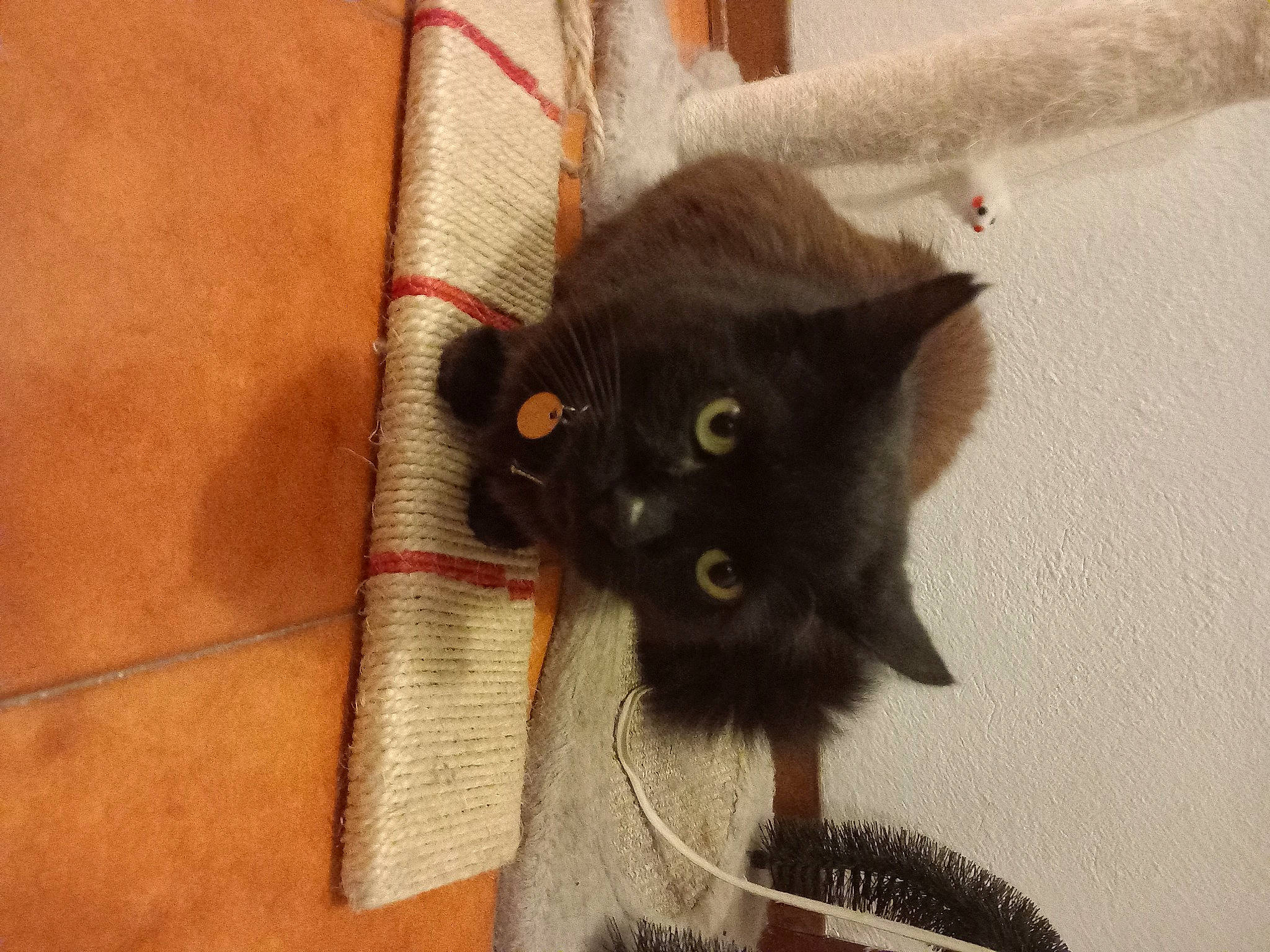 Black Doudou a rejoint le concours — aidez-le/la à gagner de superbes lots ! black_cat, bombay, carnivore, cat, claw, domestic_short_haired_cat, felidae, flooring, fur, grey, small_to_medium_sized_cats, snout, tail, whiskers, wood