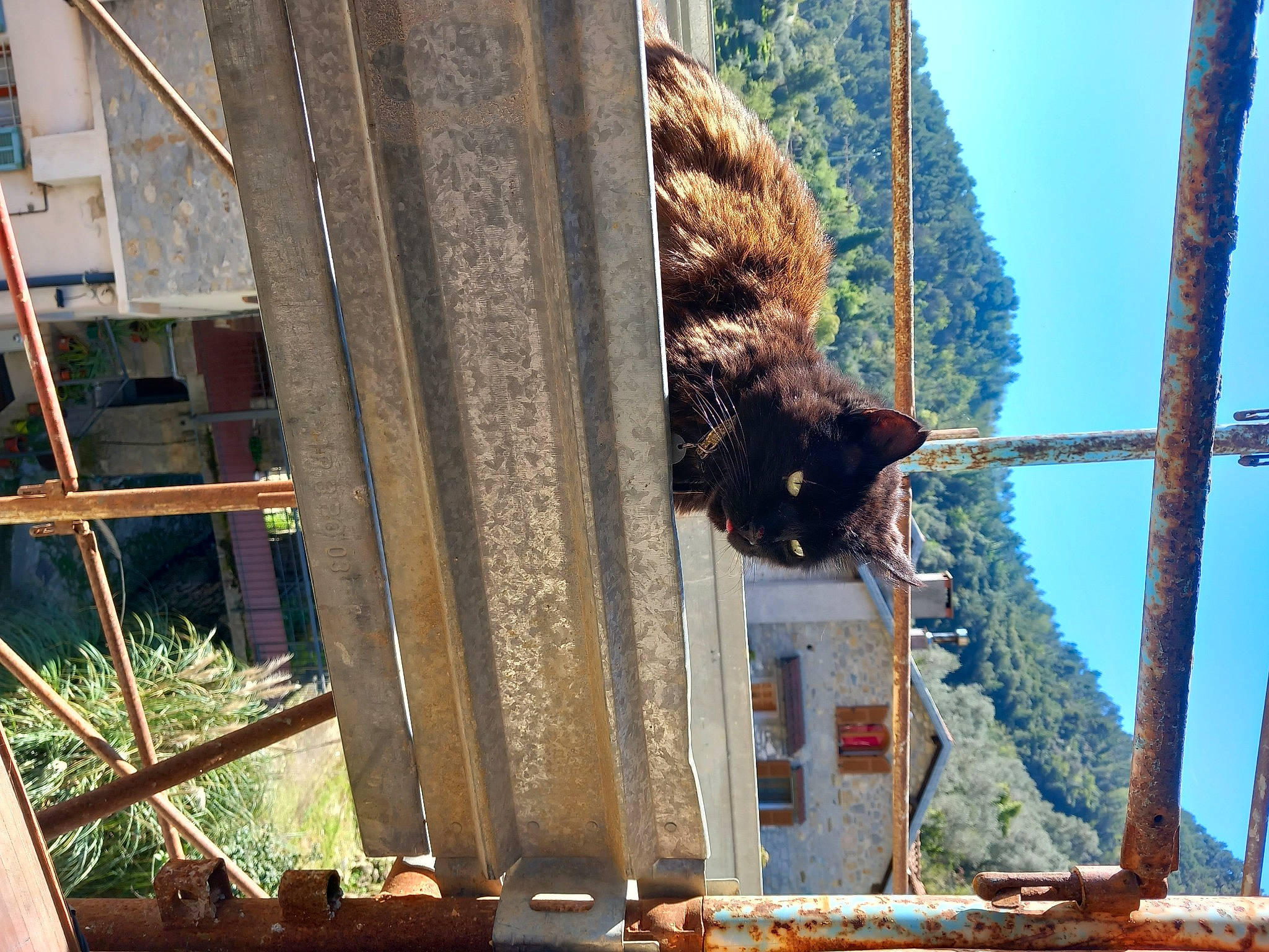 Black Doudou a rejoint le concours — aidez-le/la à gagner de superbes lots ! american_black_bear, bear, brown_bear, building, carnivore, domestic_short_haired_cat, felidae, fur, plant, reflection, sky, small_to_medium_sized_cats, tail, terrestrial_animal, tree, trunk, wildlife, window, winter, wood