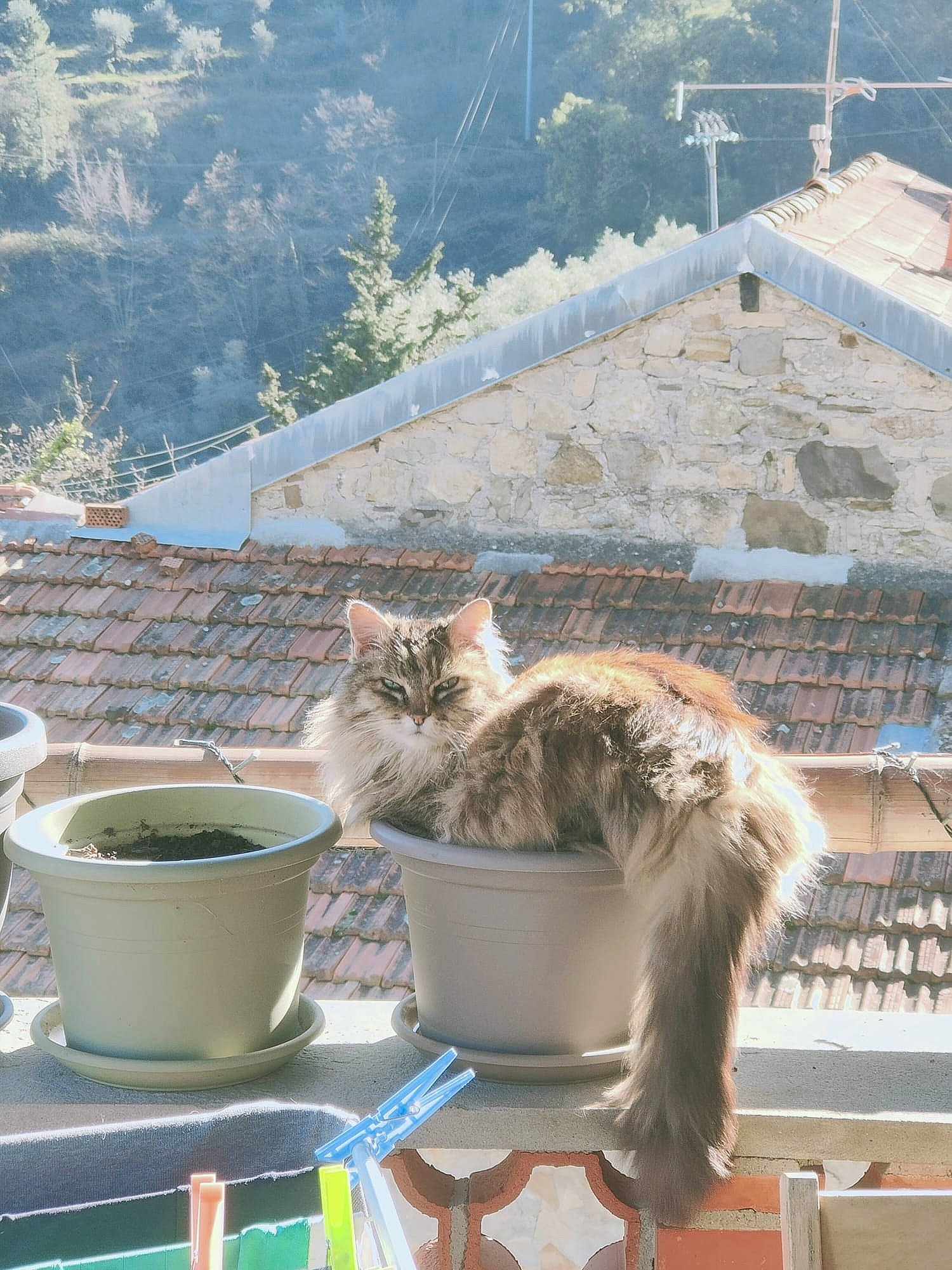 Carla a rejoint le concours — aidez-le/la à gagner de superbes lots ! carnivore, cat, cup, domestic_short_haired_cat, felidae, flowerpot, fur, grass, outdoor_furniture, plant, roof, serveware, small_to_medium_sized_cats, tableware, tail, tree, vertebrate, whiskers, winter, wood