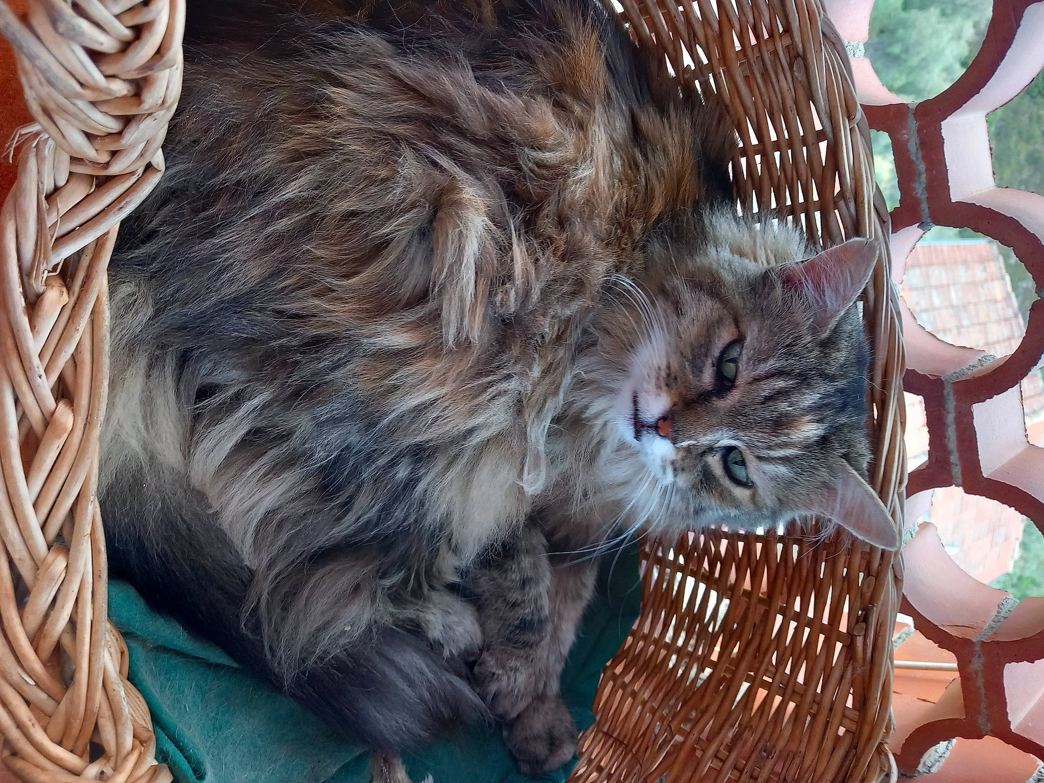 Carla participe au concours pour gagner de l'argent avec cette photo : carnivore, cat, claw, fawn, felidae, fur, liver, plant, small_to_medium_sized_cats, snout, tail, terrestrial_animal, whiskers, wood