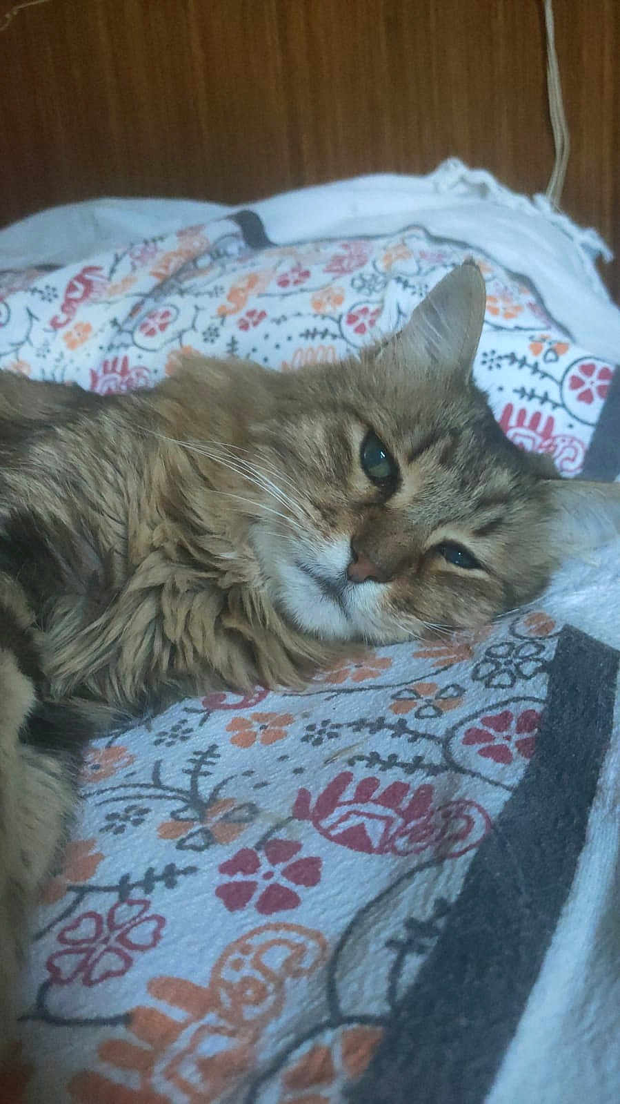 Gigi