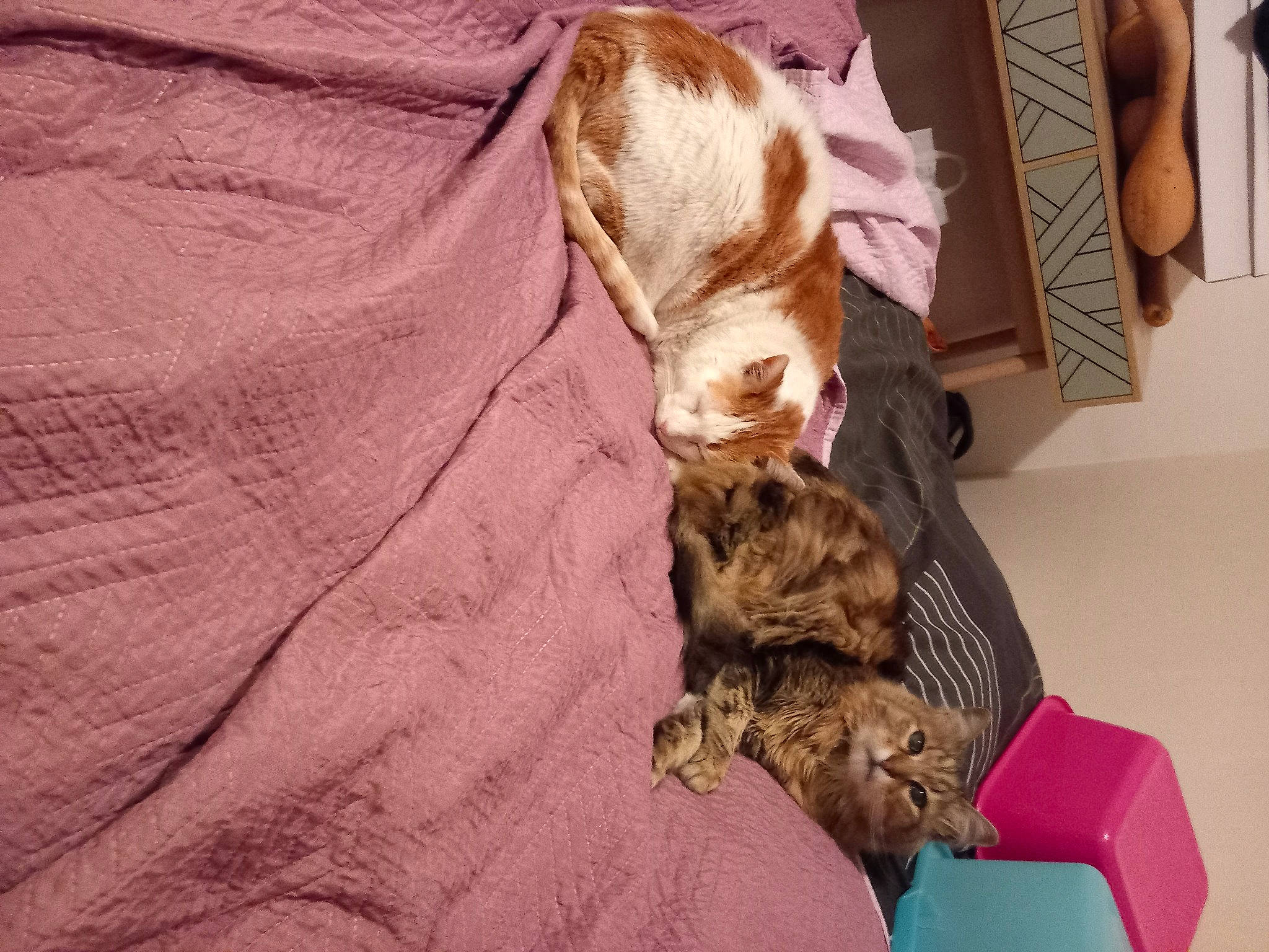 Bebeille Et Toufou participe au concours pour gagner de l'argent avec cette photo : canidae, carnivore, cat, comfort, companion_dog, dog_breed, domestic_short_haired_cat, ear, fawn, felidae, fur, linens, liver, paw, small_to_medium_sized_cats, sporting_group, tail, whiskers, wood, working_animal