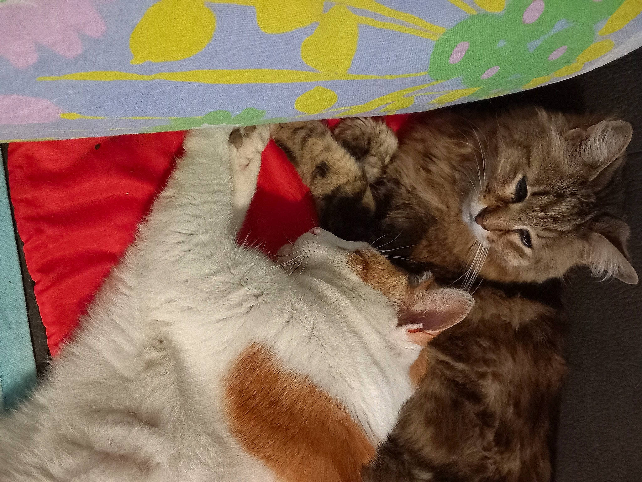 Bebeille Et Toufou participe au concours pour gagner de l'argent avec cette photo : carnivore, cat, claw, comfort, domestic_short_haired_cat, fawn, felidae, fur, gesture, linens, nap, paw, photo_caption, small_to_medium_sized_cats, tail, whiskers