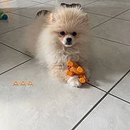 Youki a rejoint le concours — aidez-le/la à gagner de superbes lots ! puppy, dog, pomeranian, fluffy, fur, toy, orange_toy, tile_floor, floor_tiles, indoor, pet, small_dog, white_tiles, front_paws, sitting, looking_at_camera, curious, food_bowl, doorway, home_interior