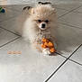 puppy, dog, pomeranian, fluffy, fur, toy, orange_toy, tile_floor, floor_tiles, indoor, pet, small_dog, white_tiles, front_paws, sitting, looking_at_camera, curious, food_bowl, doorway, home_interior