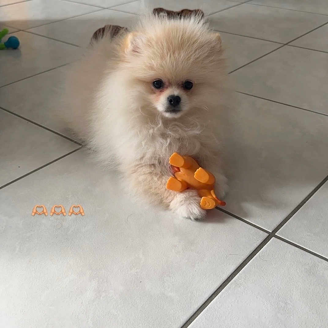 Youki a rejoint le concours — aidez-le/la à gagner de superbes lots ! curious, dog, doorway, floor_tiles, fluffy, food_bowl, front_paws, fur, home_interior, indoor, looking_at_camera, orange_toy, pet, pomeranian, puppy, sitting, small_dog, tile_floor, toy, white_tiles