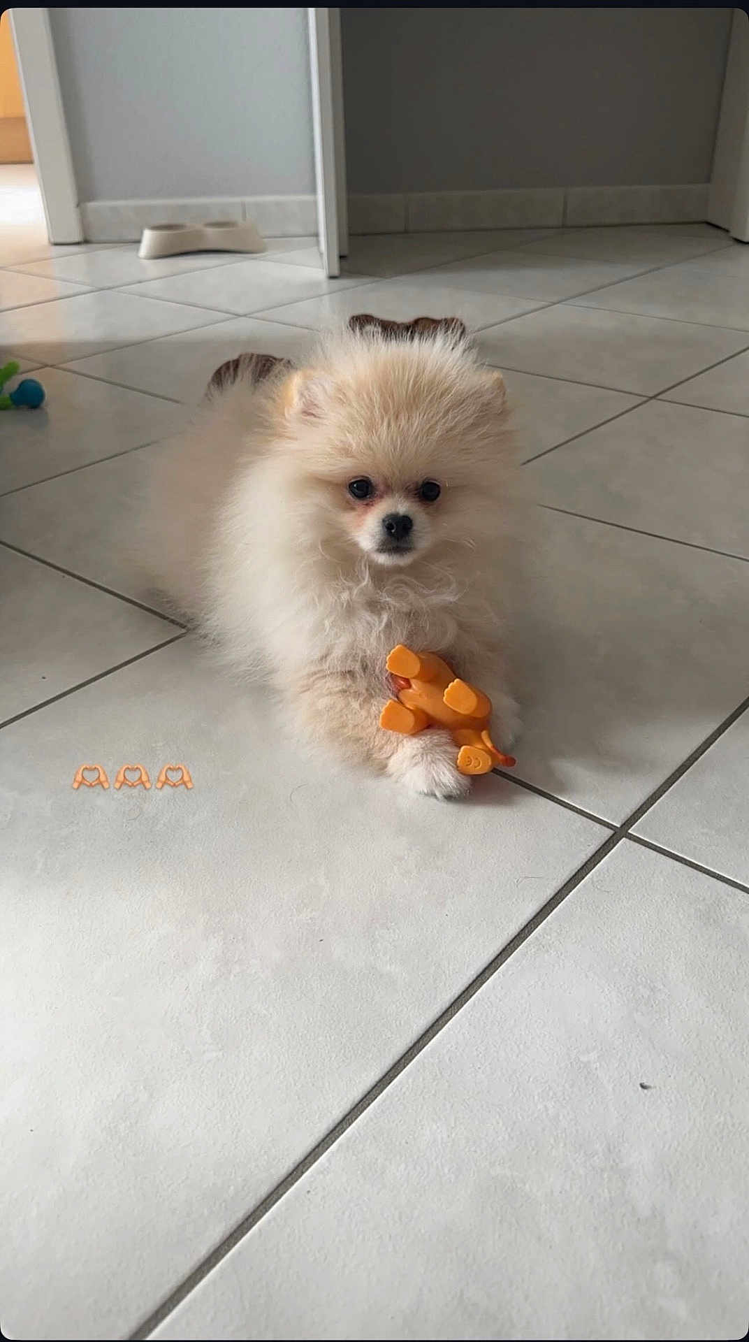 Youki a rejoint le concours — aidez-le/la à gagner de superbes lots ! puppy, dog, pomeranian, fluffy, fur, toy, orange_toy, tile_floor, floor_tiles, indoor, pet, small_dog, white_tiles, front_paws, sitting, looking_at_camera, curious, food_bowl, doorway, home_interior