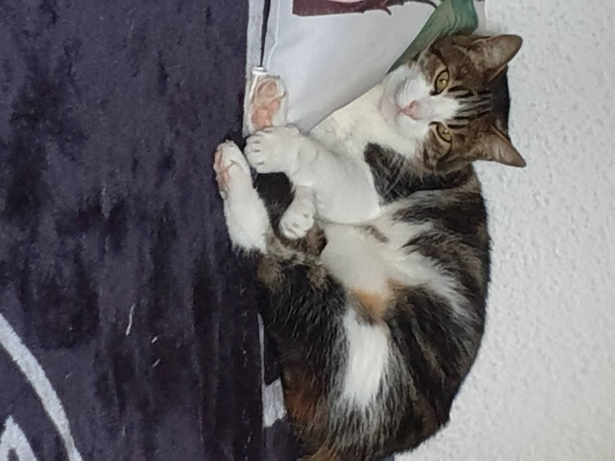 Bébé participe au concours pour gagner de l'argent avec cette photo : carnivore, cat, claw, domestic_short_haired_cat, felidae, fur, natural_material, paw, small_to_medium_sized_cats, tail, tree, whiskers