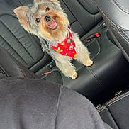 Coco is registered to the contest to win money with this photo: dog, yorkshire_terrier, pet, car_interior, leather_seat, bandana, happy, smiling, small_dog, backseat, seatbelt_buckle, fur, ears, tongue, portrait, cute, companionship, travel, sitting, attention