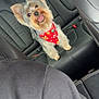 dog, yorkshire_terrier, pet, car_interior, leather_seat, bandana, happy, smiling, small_dog, backseat, seatbelt_buckle, fur, ears, tongue, portrait, cute, companionship, travel, sitting, attention
