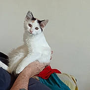 Freyja a rejoint le concours — aidez-le/la à gagner de superbes lots ! cat, kitten, calico, white_fur, fluffy, pet, animal, indoors, being_held, human_arm, tattoo, blankets, couch, portrait, head_tilt, looking_at_camera, whiskers, ears, cozy, home