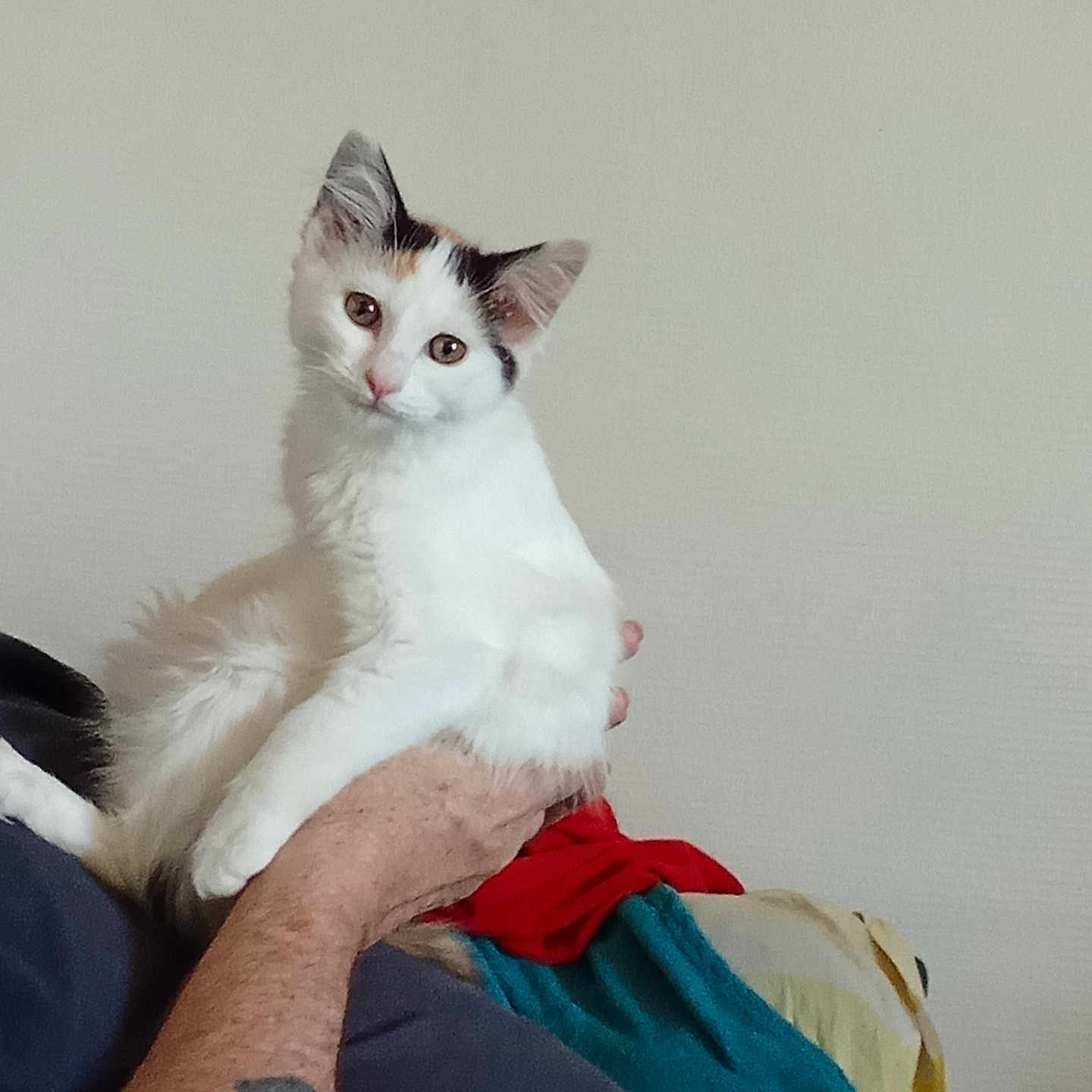Freyja