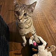 Aspen is registered to the contest to win money with this photo: animal, cat, curious, cute, domestic_cat, ears, feline, flooring, indoor, kitten, paw, pet, playful, plush_toy, slipper, small_animal, tabby, toy, whiskers, wooden_floor