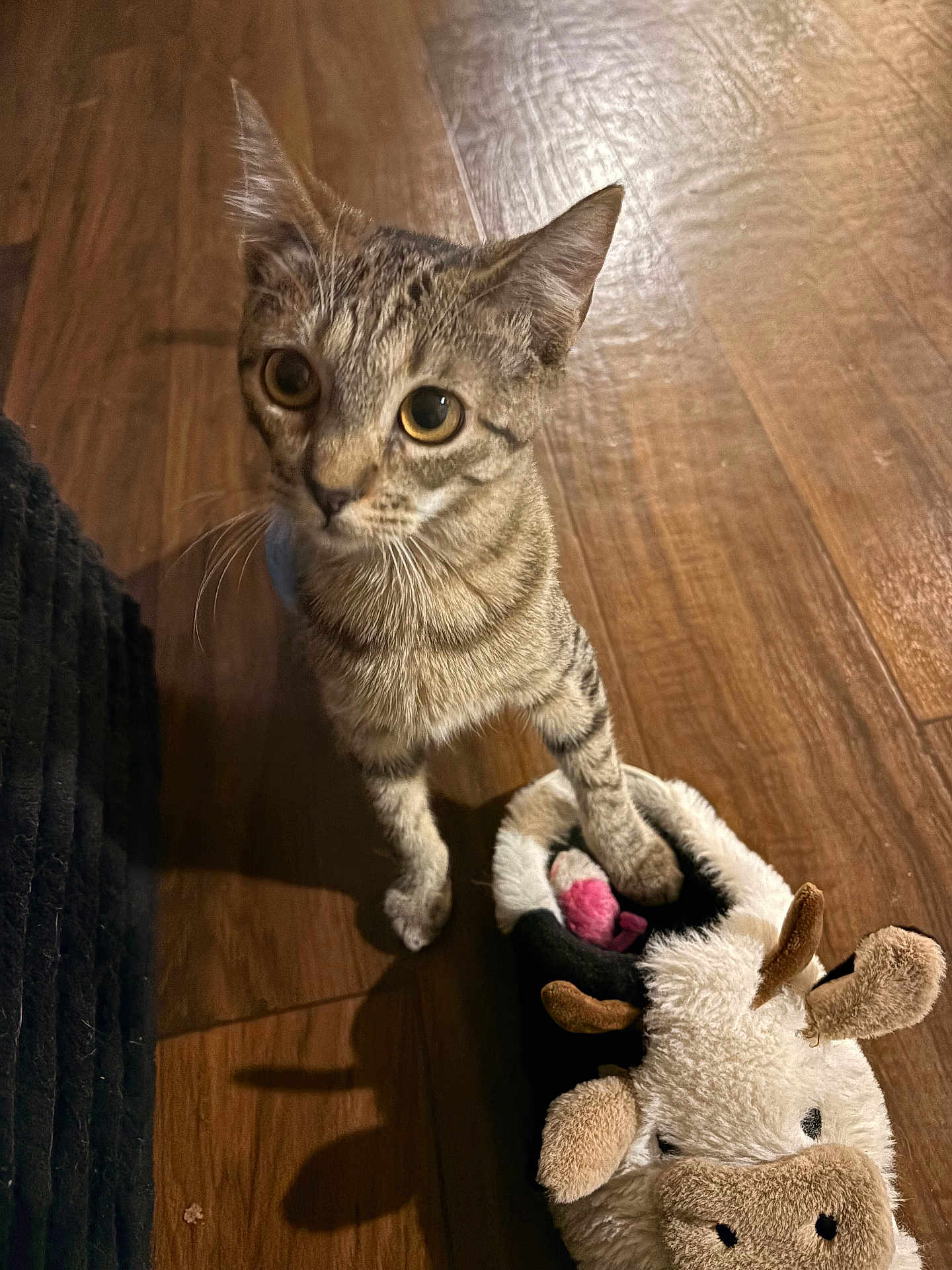 Aspen is registered to the contest to win money with this photo: animal, cat, curious, cute, domestic_cat, ears, feline, flooring, indoor, kitten, paw, pet, playful, plush_toy, slipper, small_animal, tabby, toy, whiskers, wooden_floor