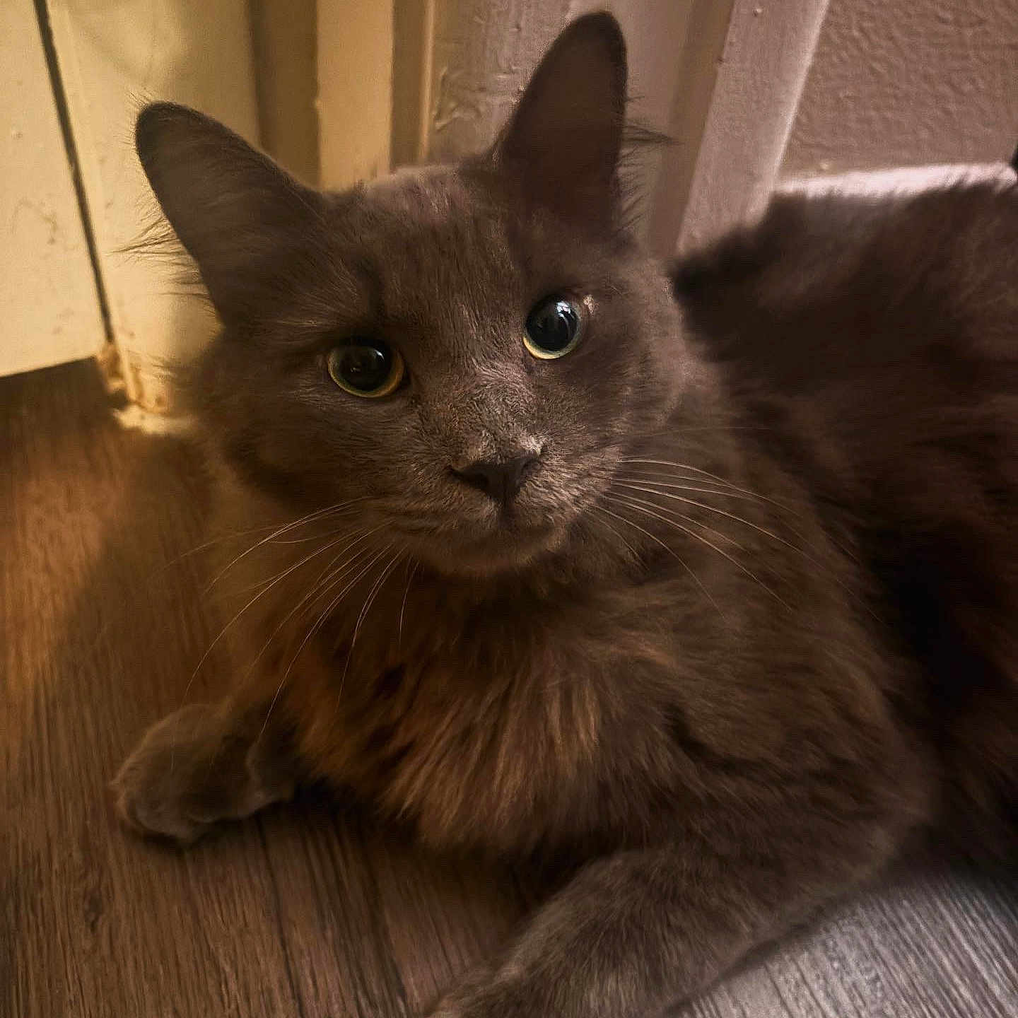 Kai is registered to the contest to win money with this photo: cat, gray_cat, fluffy, pet, animal, indoor, floor, wooden_floor, wall, curious, whiskers, ears, eyes, fur, relaxed, laying_down, closeup, mammal, domestic_animal, cute