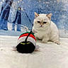 cat, white_cat, toy, stuffed_toy, snow, winter, forest_background, indoor, pet, animal, fluffy, cute, grumpy_expression, soft_texture, playful, close_up, portrait, blue_background, white_surface, feline