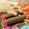 kitten, cat, pet, cardboard_scratch_pad, toy_ball, carpet, indoor, fluffy, cream_colored, cute, playful, relaxed, feline, animal, close_up, floor, small, domestic_cat, resting, paws