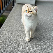 Archie joined the competition — help win amazing prizes! cat, blue_eyes, cream_fur, white_fur, walking, outdoor, concrete, railing, pet, animal, feline, close_up, portrait, curious, focused, daylight, whiskers, ears, paws, background_blur