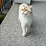 cat, blue_eyes, cream_fur, white_fur, walking, outdoor, concrete, railing, pet, animal, feline, close_up, portrait, curious, focused, daylight, whiskers, ears, paws, background_blur