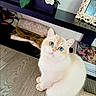 Archie joined the competition — help win amazing prizes! cat, blue_eyes, fluffy, cream_colored, wooden_floor, indoor, shelf, decorative_flowers, rolled_rug, magazines, curious, pet, feline, home_decor, flooring, sitting, looking_up, domestic_animal, cozy, cute