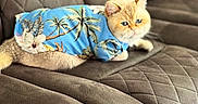 Archie joined the competition — help win amazing prizes! cat, feline, pet, animal, sofa, furniture, quilted, blue_shirt, clothing, tropical_pattern, palm_trees, flowers, relaxed, indoor, cute, fluffy, orange_cat, portrait, lying_down, stylish