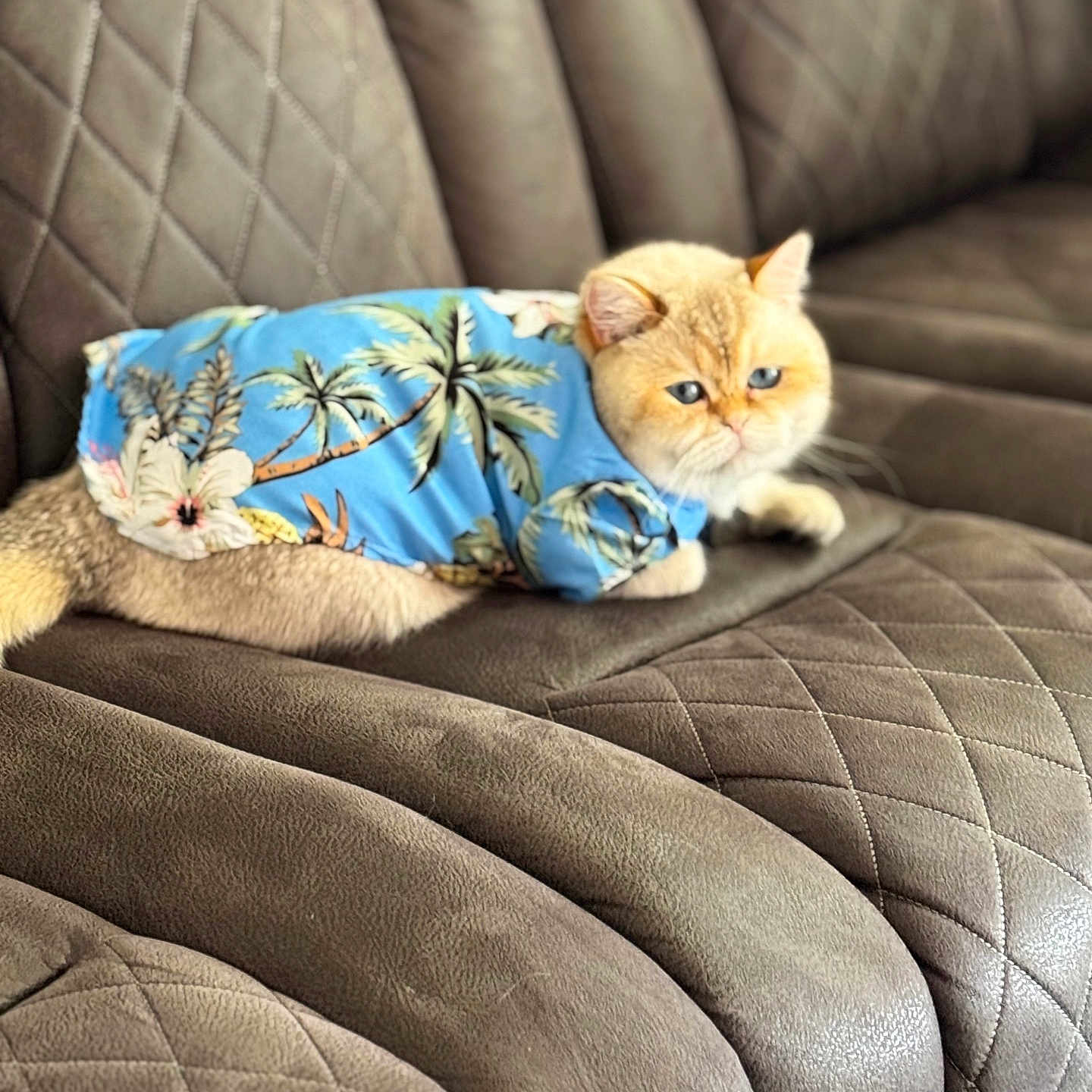 Archie joined the competition — help win amazing prizes! cat, feline, pet, animal, sofa, furniture, quilted, blue_shirt, clothing, tropical_pattern, palm_trees, flowers, relaxed, indoor, cute, fluffy, orange_cat, portrait, lying_down, stylish