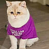 Archie joined the competition — help win amazing prizes! cat, purple_tshirt, text_on_shirt, indoor, floor, fluffy, cream_colored, pet, animal, cute, serious_expression, sitting, domestic, feline, clothing, wooden_floor, portrait, small_animal, funny, house_pet