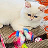 cat, kitten, white_cat, blue_eyes, cardboard_scratch_pad, cat_toy, colorful_toy, blurred_object, indoor, carpet, orange_rug, gray_rug, pet, cute, fluffy, playing, resting, close_up, animal, feline