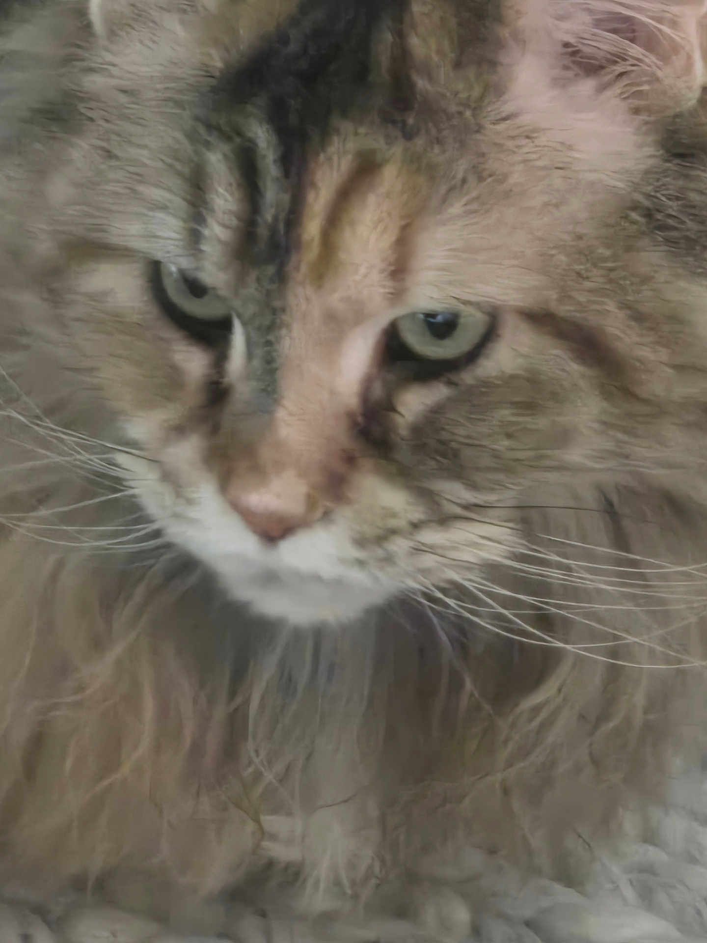 Mandy a rejoint le concours — aidez-le/la à gagner de superbes lots ! cat, close_up, fluffy, whiskers, green_eyes, feline, pet, animal, portrait, fur, muzzle, indoor, domestic_cat, cute, soft, face, looking, long_hair, majestic, intense_eyes
