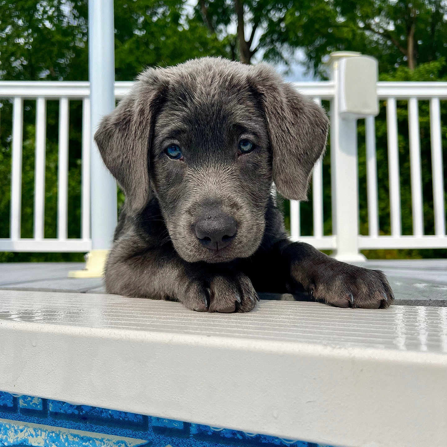 Layla is registered to the contest to win money with this photo: animal, architecture, building, canine, deck, dog, fence, handrail, house, housing, labradorretriever, pet, plant, pool, porch, puppy, railing, swimmingpool, tree, water